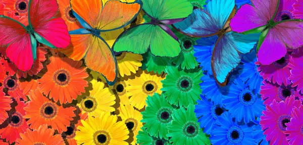 renk konsepti. Gökkuşağının renkleri. Gerbera çiçekleri üzerinde parlak renkli tropikal morpho kelebekleri.