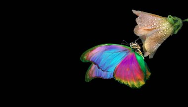 Siyah üzerine izole edilmiş parlak bej çiçeği tomurcuğunda mavi morpho kelebeği. Çiy damlalarındaki mallow çiçeği ve renkli kelebek. Boşluğu kopyala