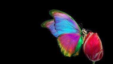 Sudaki kırmızı lale çiçeğinin üzerindeki parlak tropikal morpho kelebeği siyahın üzerine düşer. kopyalama alanı. Çiçekteki kelebek.