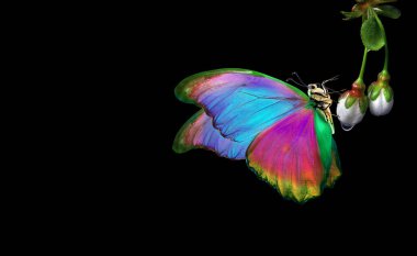 Beyaz bahar çiçekleri üzerinde parlak tropikal morpho kelebeği. Sudaki sakura çiçekleri siyaha izole edilmiş. Yumuşak kapalı sakura tomurcukları ve kelebekler.