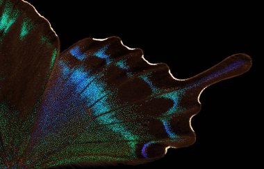Papilio maackii. Alp siyah kırlangıç kuyruğu. Renkli egzotik kırlangıç kelebek kanatları siyah üzerine izole edilmiş.. 
