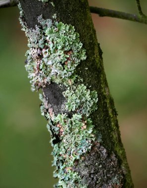 Common blue lichen. blue lichen on a oak branch in the forest. clipart