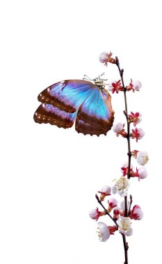 Beyaz bahar çiçekleri üzerinde parlak mavi morpho kelebeği. Kayısı çiçeği dalı beyazın üzerinde yalıtılmış..