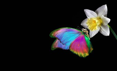 Çiçek üzerindeki kelebek. Nergis çiçeğinin üzerindeki parlak morpho kelebeği siyah üzerine izole edilmiş. Boşluğu kopyala