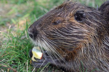 coypu. Nutria elma yiyor..