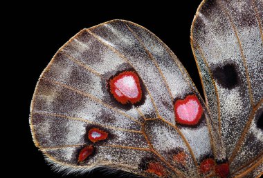 Apollo kelebeği kanat dokusu arka planı. makro fotoğraf kelebek kanatları.