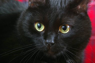 Bombay kedisi. Siyah bir kedinin portresi. Sıçramadan önce kediye bak. seçici odak