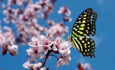 Sakura çiçek dalında renkli benekli tropikal kelebek. Graphium agamemnon kelebeği. Yeşil noktalı üçgen. Kuyruklu yeşil karga.