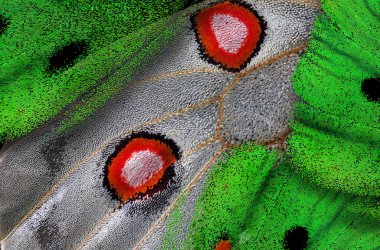 kelebek kanatlarının makrosu