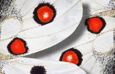 Kelebek kanatları, yaklaşın.