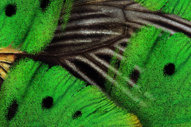 Yakın çekim - bitkinin yeşil bir yaprağının kanadının makro fotoğrafı.