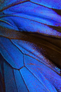 makro çekim kuş tüyü