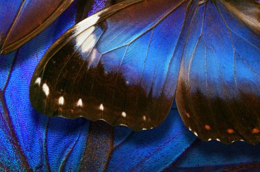 Yaz şifalı bitkiler. Bir fincan kekikli çay, kurutulmuş papatya çiçekleri, ahşap masa üzerinde iç çamaşırı ve ekinezya çiçekleri.