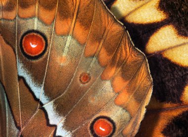 Kelebeğin makro fotoğrafı