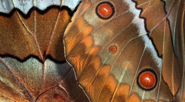 Kelebek kanatları yakın çekim