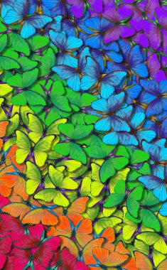 Beyaz arkaplanda renk kelebeği