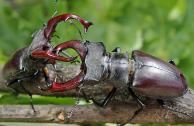 Böcek görünümünü kapat, seçici odak