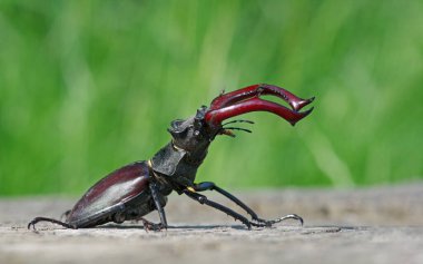 Bir meşe kütüğünün üzerindeki geyik böceği. Boşluğu kopyala