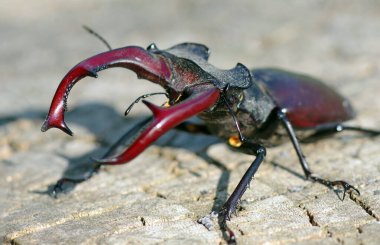 Bir meşe kütüğünün üzerinde geyik böceği