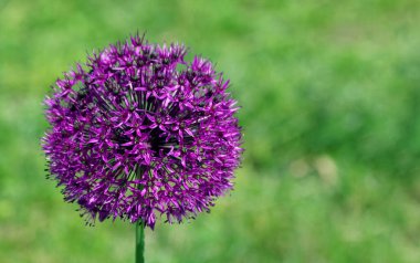 Bahçede dekoratif soğan çiçeği. Renkli mor çiçek. Boşluğu kopyala