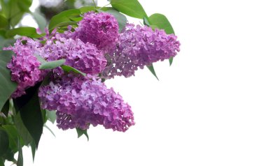 Bahçede dekoratif soğan çiçeği. Renkli mor çiçek. Boşluğu kopyala