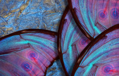 Mavi arka plan. Tropikal bir morpho kelebeğinin parlak mavi kanatları altın-mavi pastel arka planda.