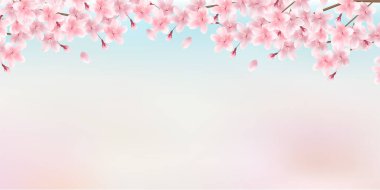 Kiraz çiçeği bahar manzara arka plan