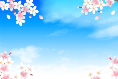 Cherry blossom spring blue sky background