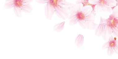Cherry Blossom spring Japanese pattern background