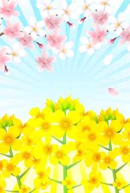 Cherry blossom rape blossom spring background