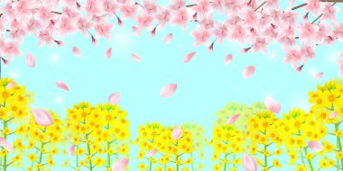 Cherry blossom rape blossom spring background