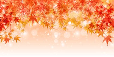 Sonbahar Akçaağaç Ağaç Yaprakları Sonbahar Arkaplanı