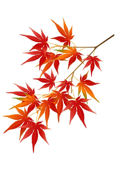 秋叶枫叶离子 — 图库矢量图片