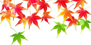 Sonbahar Akçaağaç Ağaç Yaprakları Sonbahar Arkaplanı