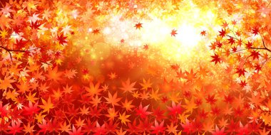 Sonbahar Akçaağaç Ağaç Yaprakları Sonbahar Arkaplanı