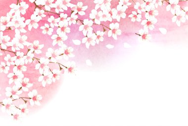 Kiraz Çiçekleri Peyzajı Bahar Arkaplanı