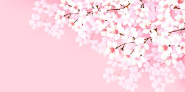 Kiraz Çiçekleri Bahar Bahçesi