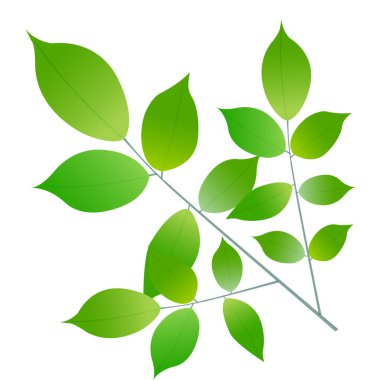 Taze yeşil yaprak bitki simgesi