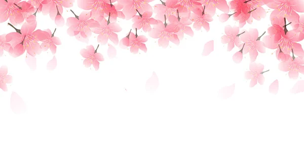 Kirschblüten Frühling Blütenblätter Hintergrund Stockillustration