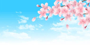 Kiraz Çiçekleri Peyzajı Bahar Arkaplanı