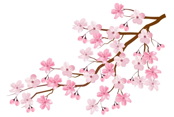 Flores Cerejeira Primavera Pétalas Fundo Ilustração De Stock