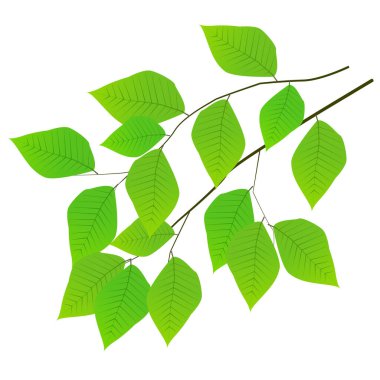 Taze yaprak yeşil ağaç simgesiyle