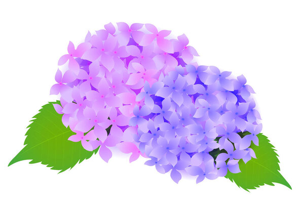 Иконка цветка Гидрангеи