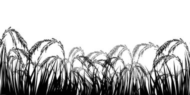 Rice Güz Kırsal Arazi Arkaplanı