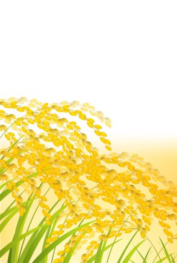 Rice Güz Kırsal Arazi Arkaplanı