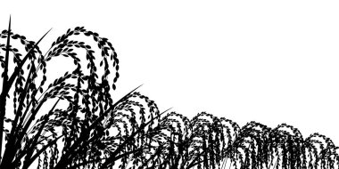 Pirinç Yetiştirme Kırsal Arkaplan