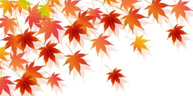 Sonbahar Akçaağaç Ağaç Yaprakları Sonbahar Arkaplanı