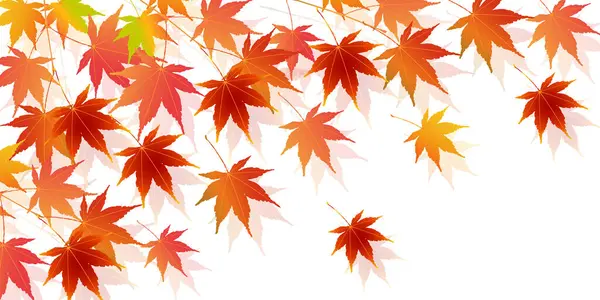 Sonbahar Akçaağaç Ağaç Yaprakları Sonbahar Arkaplanı