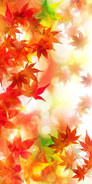 Sonbahar Akçaağaç Ağaç Yaprakları Sonbahar Arkaplanı