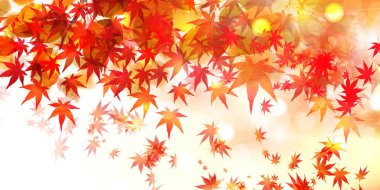 Sonbahar Akçaağaç Ağaç Yaprakları Sonbahar Arkaplanı